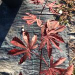 Acer Palmatum